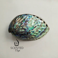 OCEAN ABALONE POLISHED SHELLS