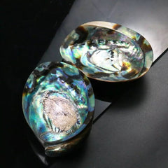 OCEAN ABALONE POLISHED SHELLS